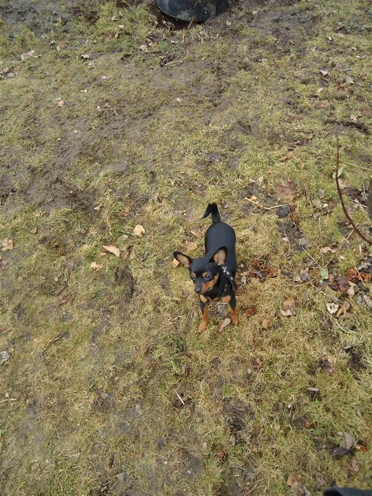 Blanding af racer Kia billede 16