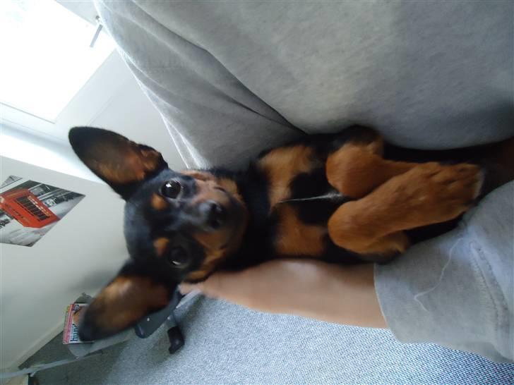 Blanding af racer Kia - 7 måneder billede 17