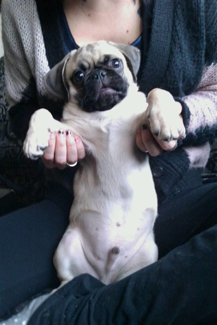 Blanding af racer Georg  billede 10