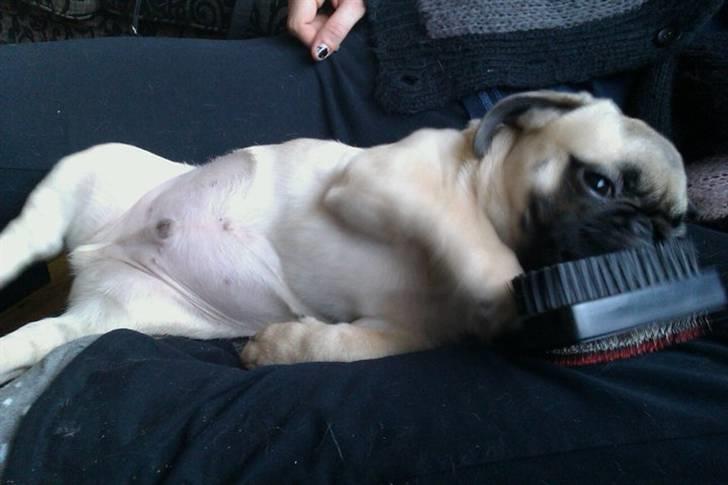 Blanding af racer Georg  billede 11