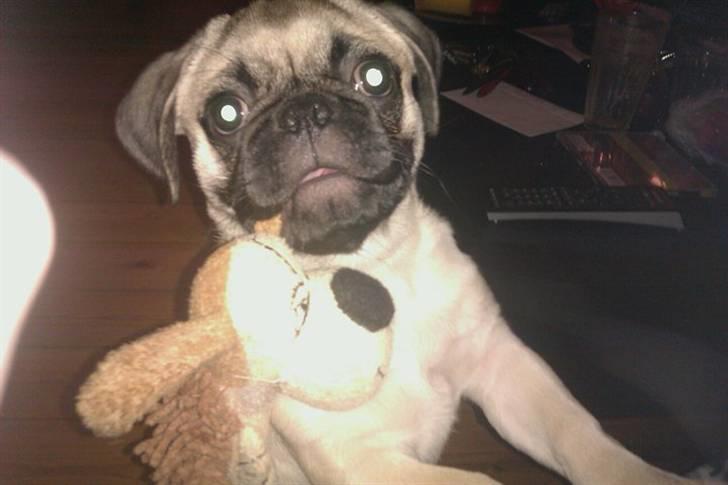 Blanding af racer Georg  billede 12