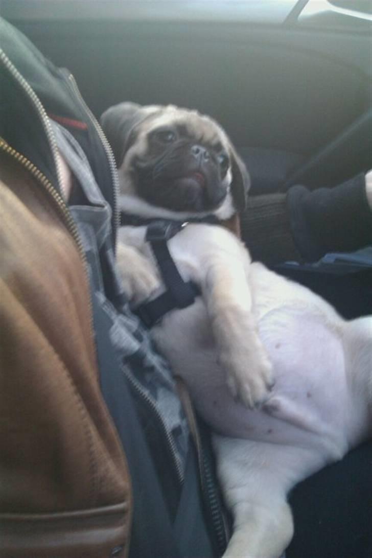 Blanding af racer Georg  billede 13