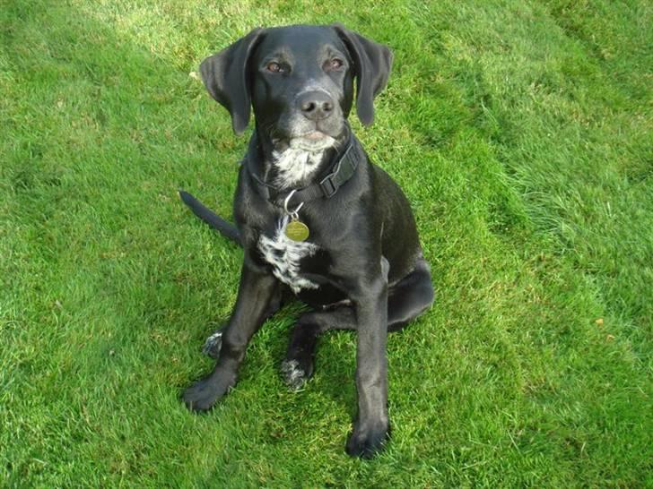 Blanding af racer Kingo billede 1