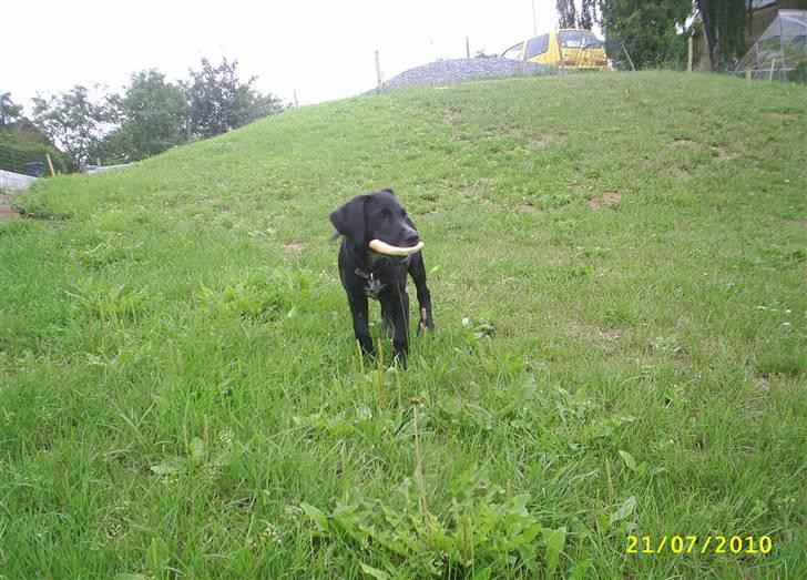 Blanding af racer Kingo billede 2