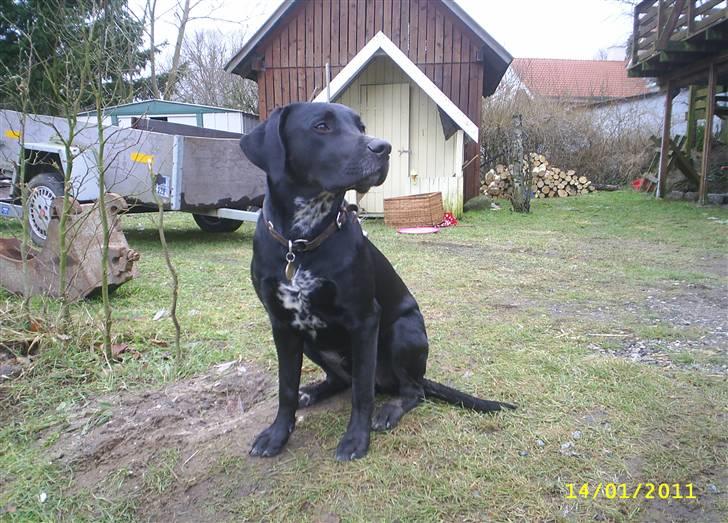 Blanding af racer Kingo billede 3