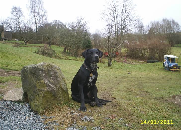 Blanding af racer Kingo billede 4