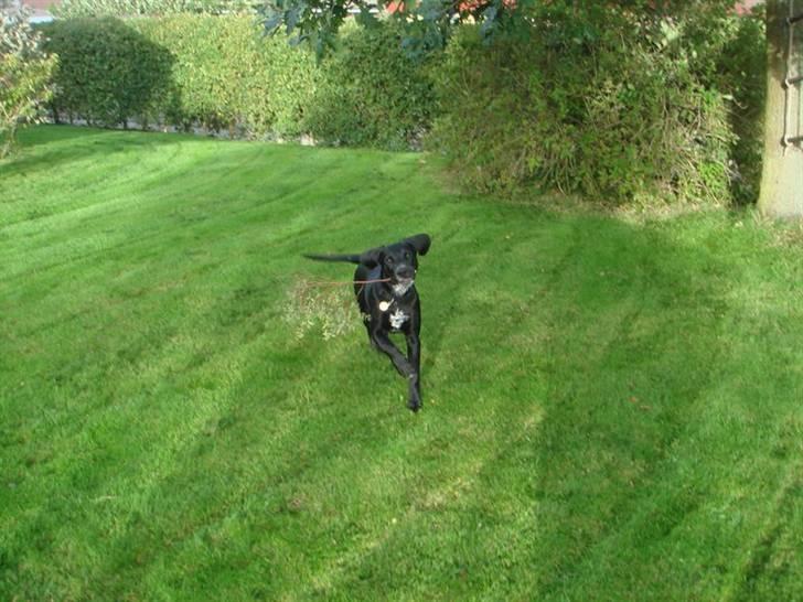 Blanding af racer Kingo billede 5