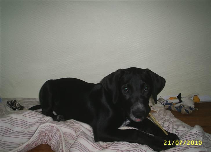 Blanding af racer Kingo billede 6