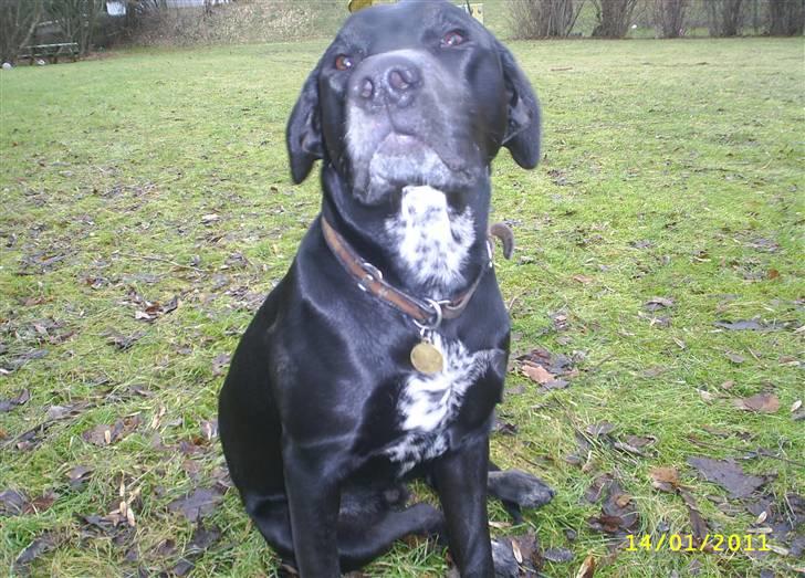 Blanding af racer Kingo billede 7