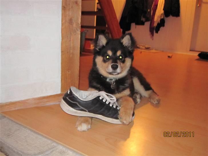 Finsk lapphund Theodor - 13 uger billede 6