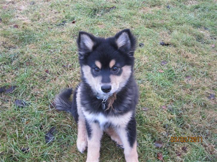 Finsk lapphund Theodor - 13 uger billede 7