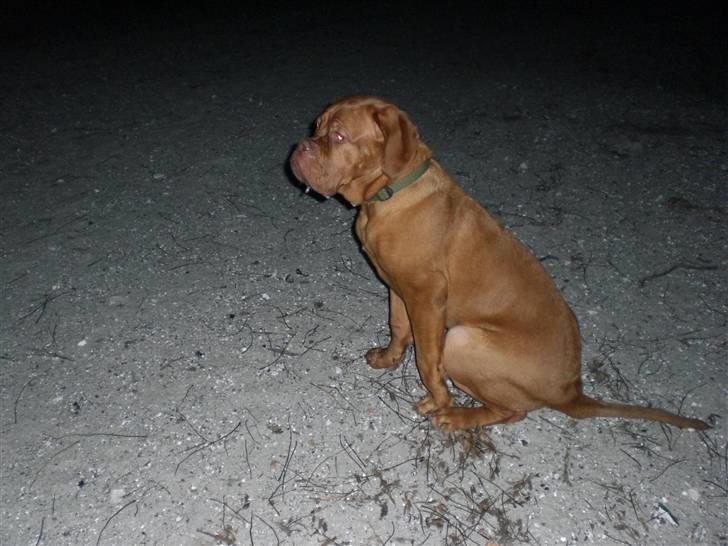 Dogue de bordeaux doguehills faust R.I.P billede 6