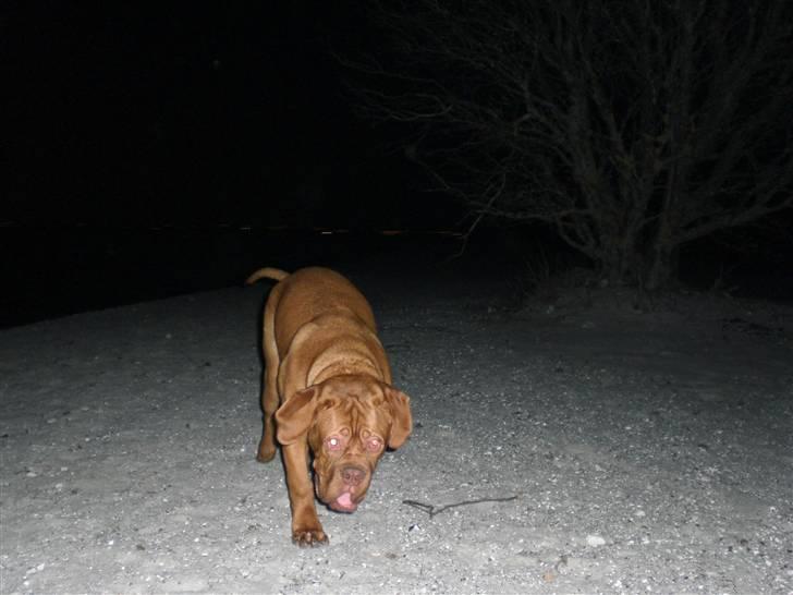 Dogue de bordeaux doguehills faust R.I.P billede 7