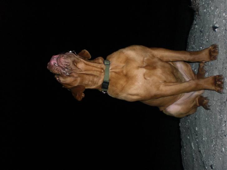 Dogue de bordeaux doguehills faust R.I.P billede 8