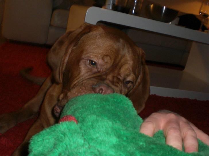 Dogue de bordeaux doguehills faust R.I.P billede 9