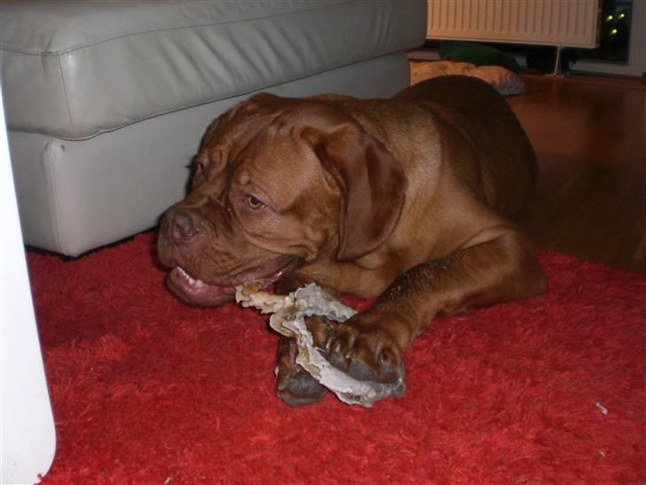 Dogue de bordeaux doguehills faust R.I.P billede 10