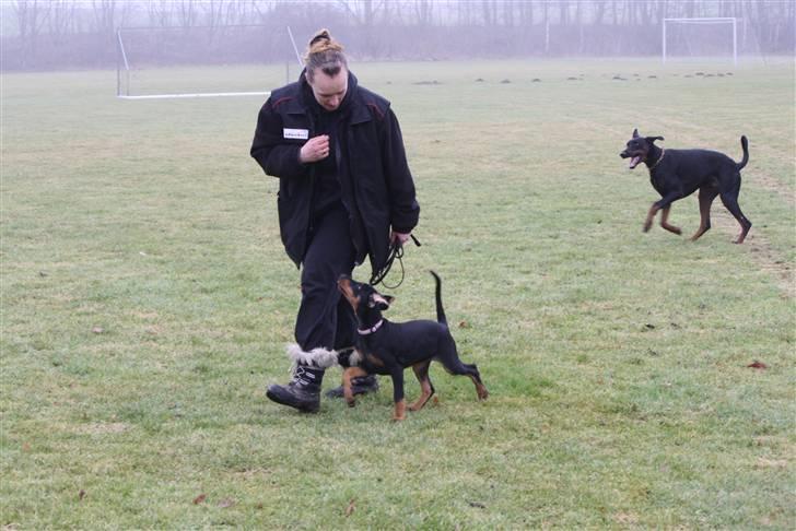 Dobermann GOF Fearless Fairy - Fairy 11 uger billede 10