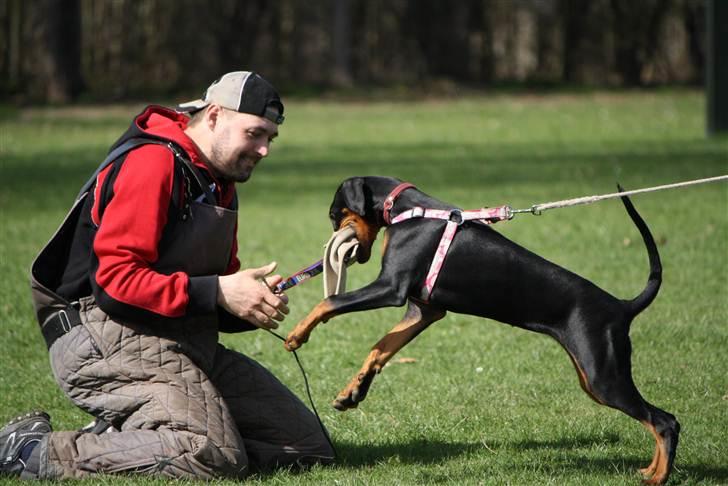 Dobermann GOF Fearless Fairy - 4.5 mdr. billede 11