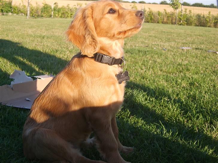 Cocker spaniel Pixi - min søde Pixi sidder så sødt og kigger mod solen  billede 1