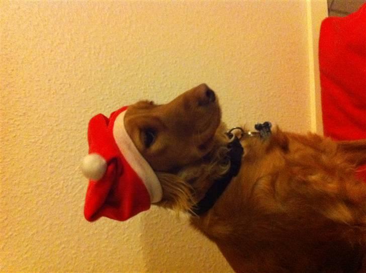 Cocker spaniel Pixi - Pixi glæder sig til jul hun har fået en sød nisse hue på. billede 2