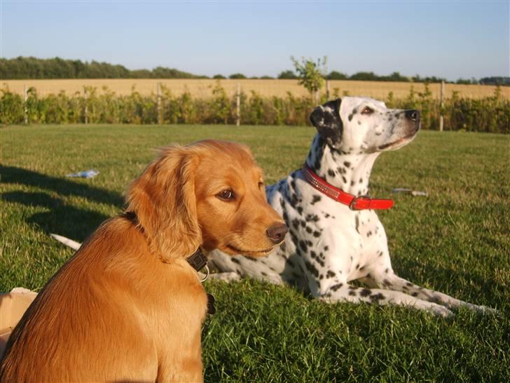 Cocker spaniel Pixi - Pixi og Bonnie hygger sig sammen i solen sødt  billede 3