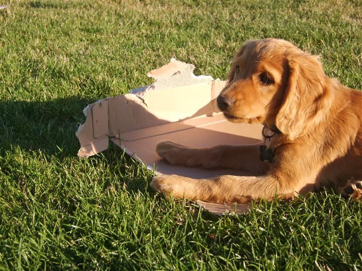 Cocker spaniel Pixi - Ej pixi hvad er det du har hvist fået fat i en kasse. billede 4