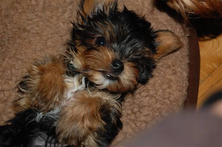 Yorkshire terrier Maggie - Puttetrold 9 uger. billede 1