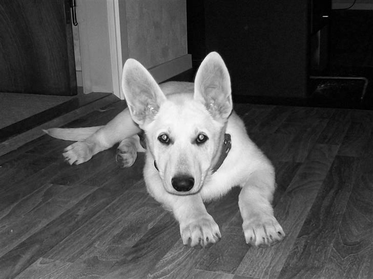 Hvid schæfer Aladin - Er jeg ikke smuk? :-) billede 1