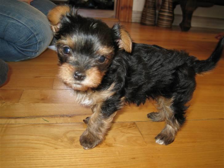 Yorkshire terrier Maggie - lille fis... med ørene på vej op. billede 2
