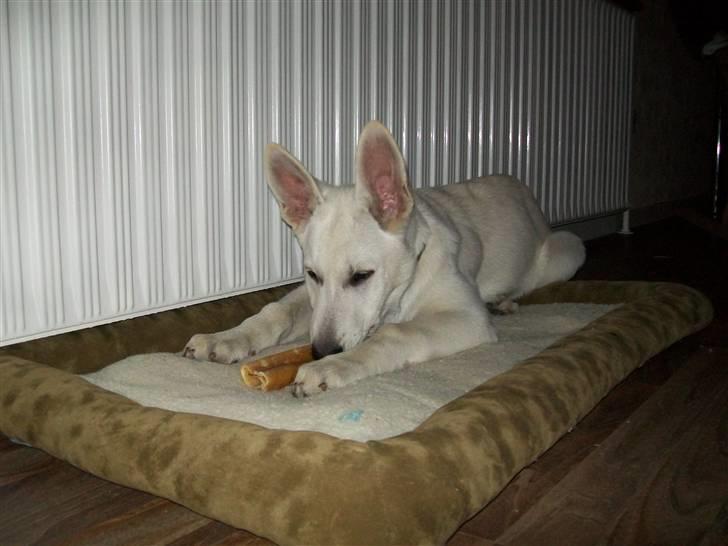 Hvid schæfer Aladin - Første dag i sit nye hjem. 2 mdr og 3 uger billede 2