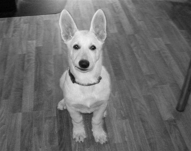 Hvid schæfer Aladin - ser hvor pænt jeg kan sidde. (3mdr) billede 3