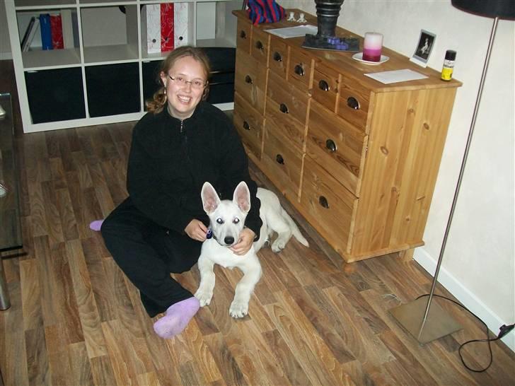 Hvid schæfer Aladin - så har jeg været her et par dage  billede 4