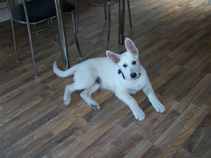 Hvid schæfer Aladin - hvad laver du??? billede 5