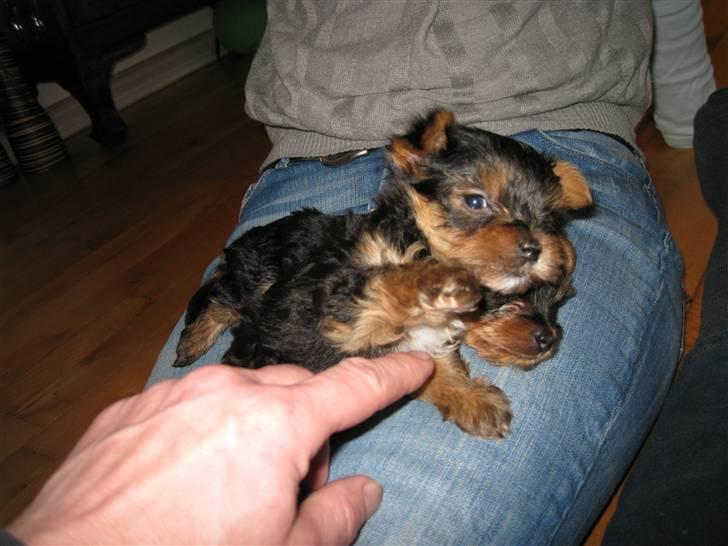 Yorkshire terrier Maggie - Ska vi lege... 6 uger billede 3