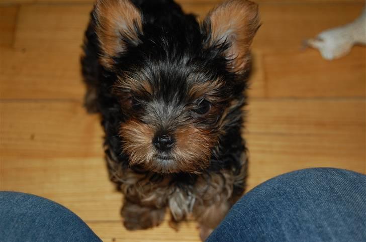 Yorkshire terrier Maggie - Sååå fin 9 uger. billede 4