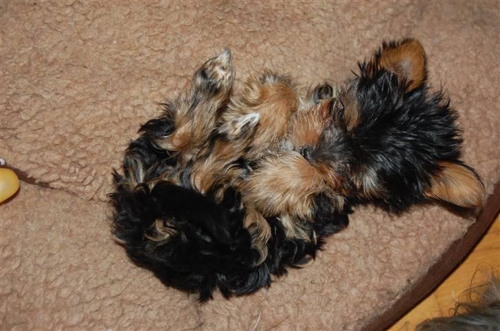 Yorkshire terrier Maggie billede 5