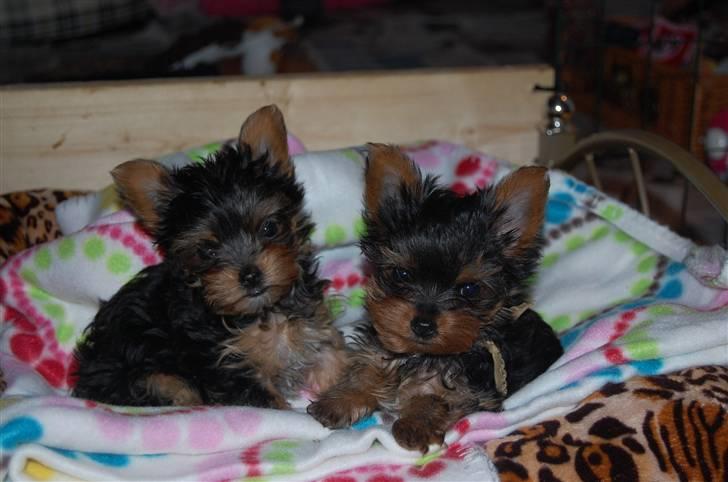 Yorkshire terrier Maggie - Maggie til venstre og hendes søster. billede 6
