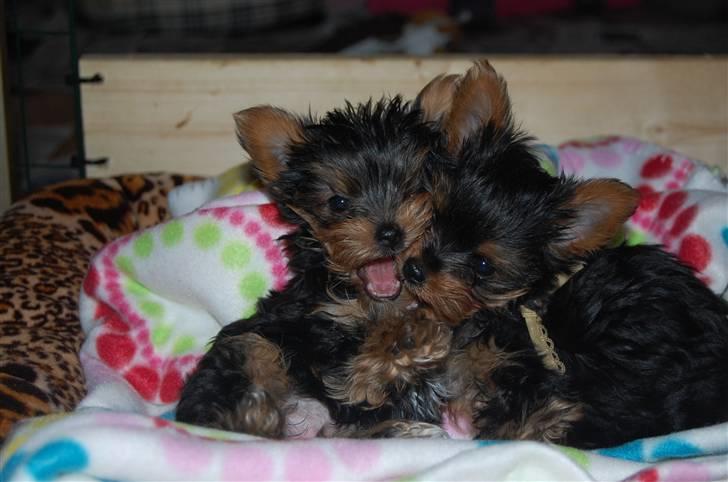 Yorkshire terrier Maggie - 9 uger. billede 7