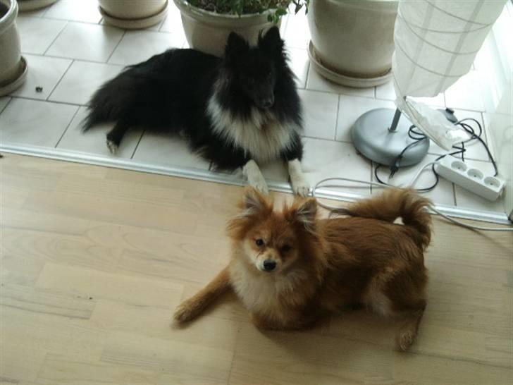 Blanding af racer Pomeranian/Papillon Jack - Jack med hans veninde Assie. (1 år)
 billede 7