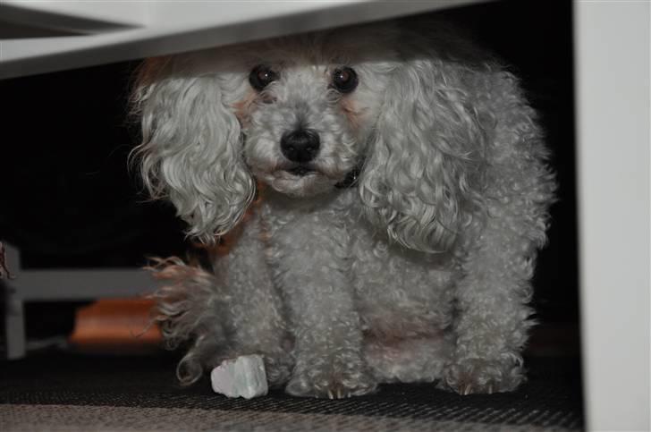 Dværgpuddel Lady - <3 billede 13