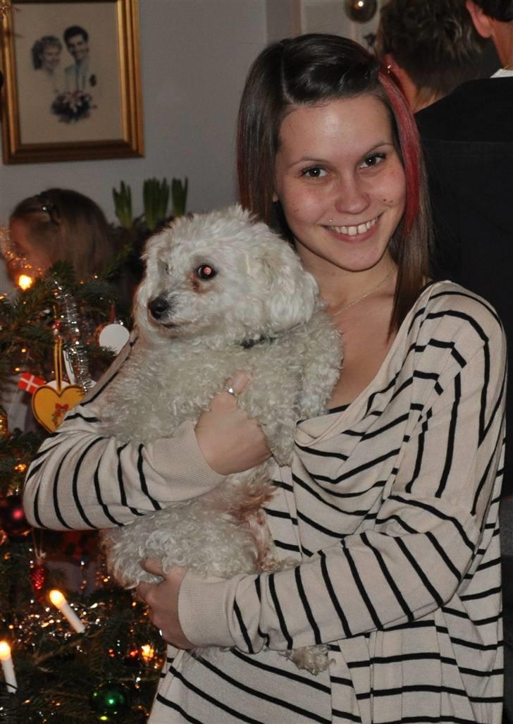 Dværgpuddel Lady - <3 billede 14