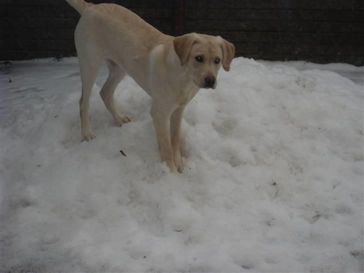 Labrador retriever Cato - Cato i sin første sne (6 måneder gammel) billede 1