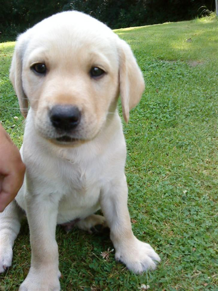 Labrador retriever Cato - Cato 7 uger gammel billede 2