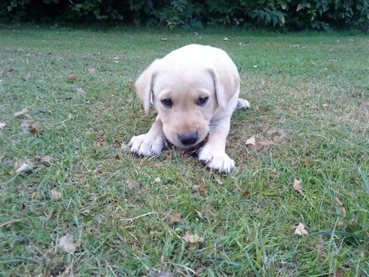 Labrador retriever Cato - Cato 7 uger gammel billede 3