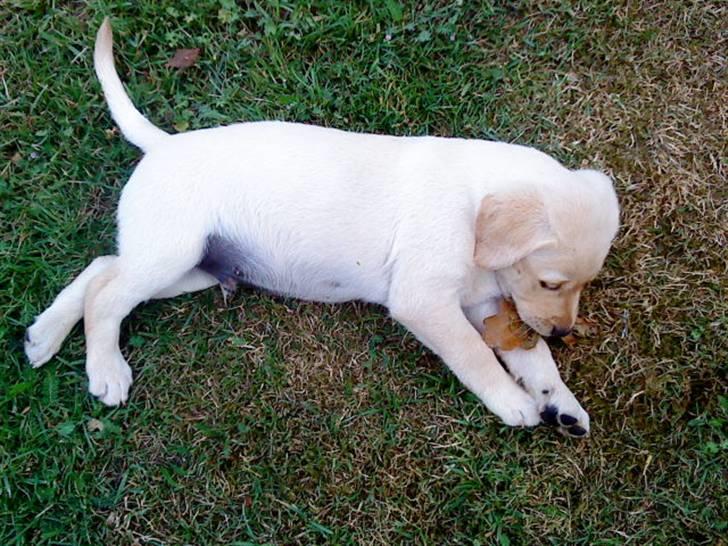 Labrador retriever Cato - Cato 7 uger gammel billede 4