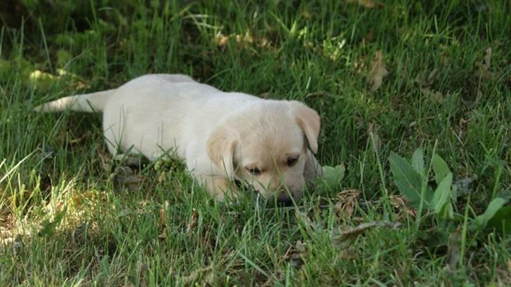 Labrador retriever Cato - Cato 5 uger billede 5