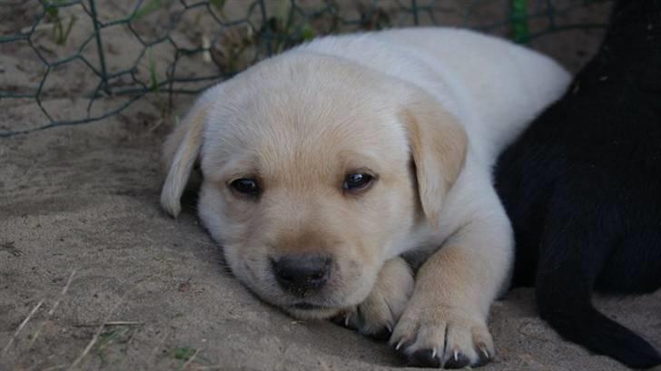 Labrador retriever Cato - Cato 5 uger billede 6