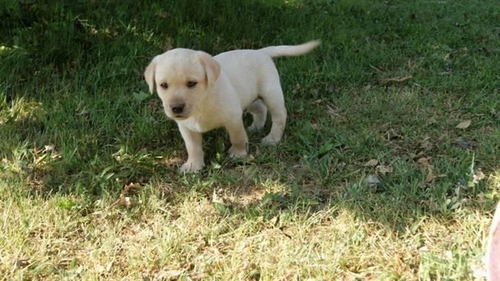 Labrador retriever Cato - Cato 5 uger billede 7