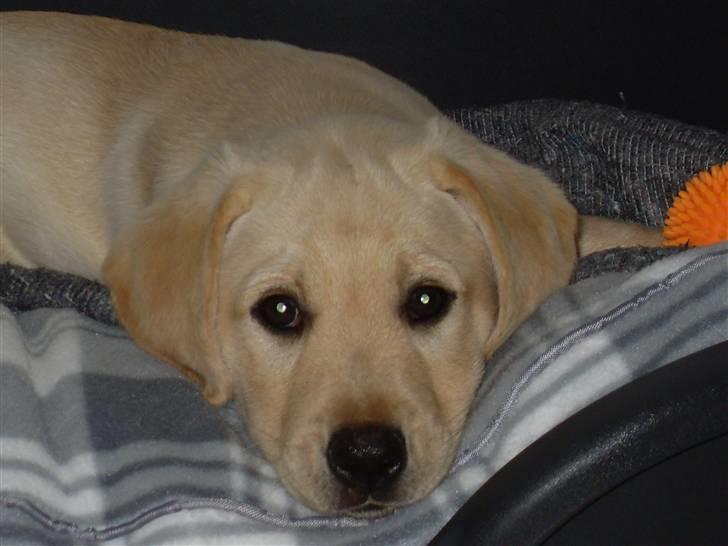 Labrador retriever Cato - Cato 10-11 uger  billede 8