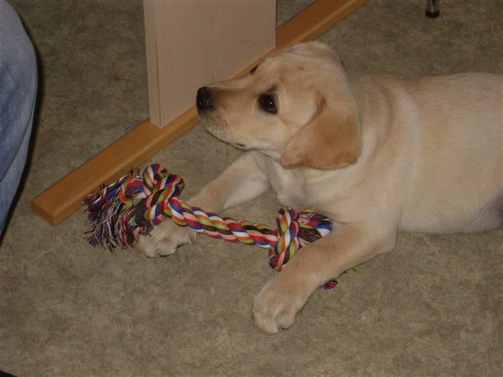 Labrador retriever Cato - Cato 10-11 uger  billede 9